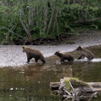 Students heard there are four grizzly bears for every person in Hoonah. Sure enough, a mother and her young cubs were spotted soon after.