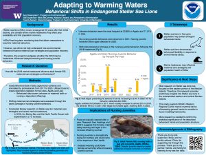 Blue poster investigating maternal behavior of endangered Steller sea lions following marine heatwaves. Results include a bar chart comparing nursing juvenile behaviors at two Aleutian Island sites and photographs of adult and juvenile sea lions. Conclusions discuss behavioral flexibility, delayed weaning, and implications for future conservation research.